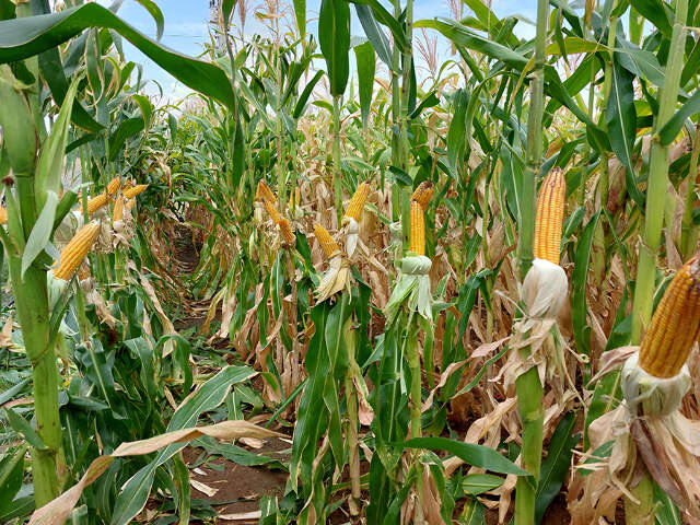 Programas criam selo de baixo carbono para produ&ccedil;&atilde;o de milho e sorgo