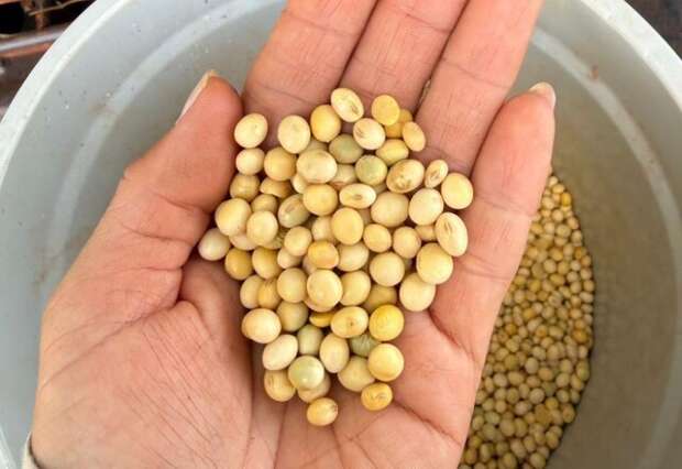 Conflito no Oriente M&eacute;dio pode impulsionar a cadeia produtiva de biodiesel em MS