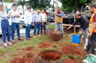 &ldquo;Filhas&rdquo; de figueiras centen&aacute;rias come&ccedil;am a ser plantadas na Avenida Mato Grosso