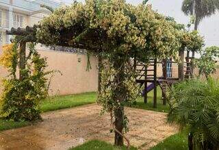 Ora-pro-nóbis floresce, surpreende o povo e vira esperança para abrigo