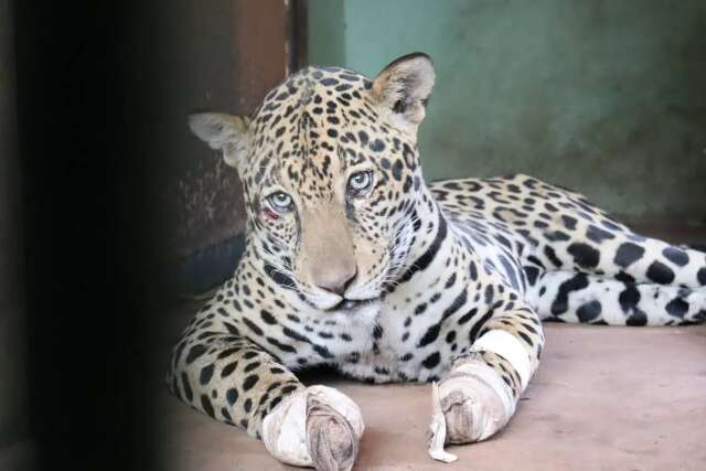 Lei cria estrat&eacute;gia nacional para resgate de animais em desastres ambientais