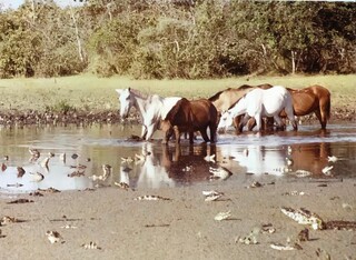 Al&eacute;m do Pantanal, Sayegh tem fotos com o Papa, Pel&eacute; e at&eacute; a Gretchen
