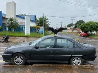 Urubu visita lanchonete, pousa em carro e vira atra&ccedil;&atilde;o no Santa Carm&eacute;lia