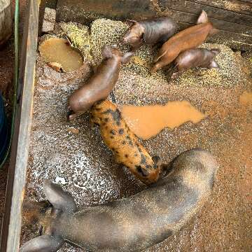 Homem &eacute; preso por criar porcos e aves em condi&ccedil;&otilde;es prec&aacute;rias em Campo Grande