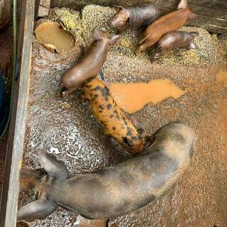 Homem &eacute; preso por criar porcos e aves em condi&ccedil;&otilde;es prec&aacute;rias em Campo Grande