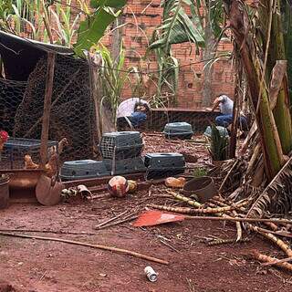 Homem &eacute; preso por criar porcos e aves em condi&ccedil;&otilde;es prec&aacute;rias em Campo Grande