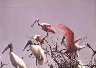 Al&eacute;m do Pantanal, Sayegh tem fotos com o Papa, Pel&eacute; e at&eacute; a Gretchen
