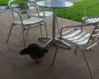 Urubu visita lanchonete, pousa em carro e vira atra&ccedil;&atilde;o no Santa Carm&eacute;lia