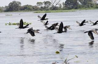 Do Canad&aacute; &agrave; Patag&ocirc;nia: Pantanal vira parada estrat&eacute;gica de aves migrat&oacute;rias