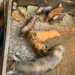 Den&uacute;ncia de chiqueiro improvisado em quintal leva homem &agrave; pris&atilde;o