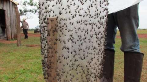 STJ d&aacute; vit&oacute;ria a 45 fazendeiros contra usina por infesta&ccedil;&atilde;o de moscas da cana