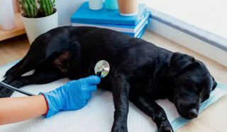 C&acirc;ncer de mama: voc&ecirc; sabe qual erro pode matar seu pet?