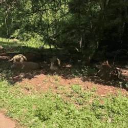 Seriema vira mais uma do bando entre capivaras no Parque das Na&ccedil;&otilde;es