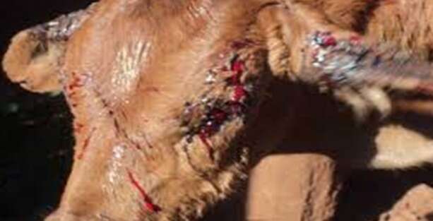 STJ d&aacute; vit&oacute;ria a 45 fazendeiros contra usina por infesta&ccedil;&atilde;o de moscas da cana