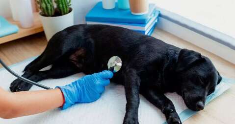 C&acirc;ncer de mama: voc&ecirc; sabe qual erro pode matar seu pet?