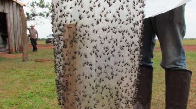 STJ d&aacute; vit&oacute;ria a 45 fazendeiros contra usina por infesta&ccedil;&atilde;o de moscas da cana