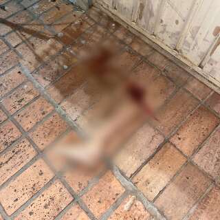 Perna de mulher atropelada &eacute; encontrada a 50 metros do acidente