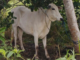 Pol&iacute;cia recupera oito cabe&ccedil;as de gado furtadas no Pantanal do Paiagu&aacute;s