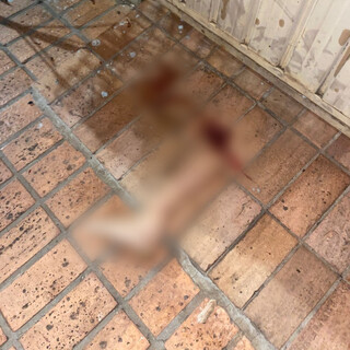 Perna de mulher atropelada &eacute; encontrada a 50 metros do acidente