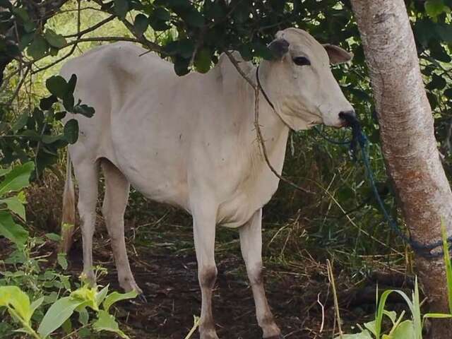 Pol&iacute;cia recupera oito cabe&ccedil;as de gado furtadas no Pantanal do Paiagu&aacute;s