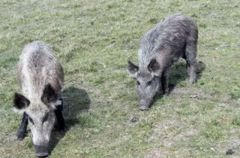 Pesquisa nacional quer mapear a presen&ccedil;a de javalis no campo