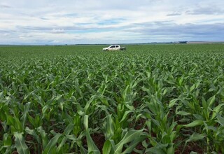 2&ordf; safra de milho deve alcan&ccedil;ar 11,1 milh&otilde;es de toneladas em Mato Grosso do Sul