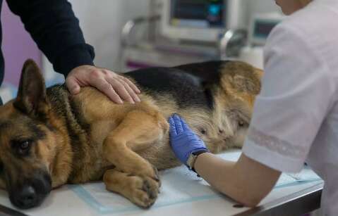 Pet com caro&ccedil;o na mama? Esperar n&oacute;dulo desaparecer &eacute; erro fatal