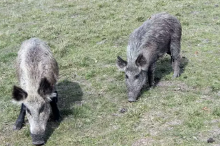 Pesquisa nacional quer mapear a presença de javalis no campo Pesquisa nacional quer mapear a presença de javalis no campo