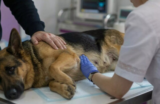 Pet com caroço na mama? Esperar nódulo desaparecer é erro fatal Pet com caroço na mama? Esperar nódulo desaparecer é erro fatal