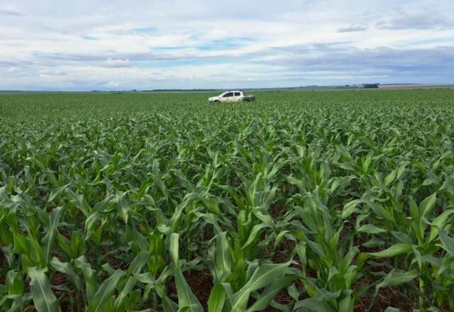 2&ordf; safra de milho deve alcan&ccedil;ar 11,1 milh&otilde;es de toneladas em Mato Grosso do Sul