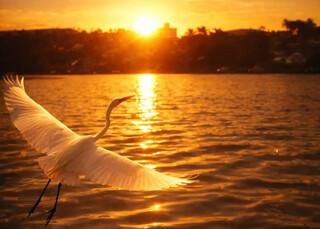Tucco fez projeto com "Latinos do Pantanal" e fotos at&eacute; parecem IA
