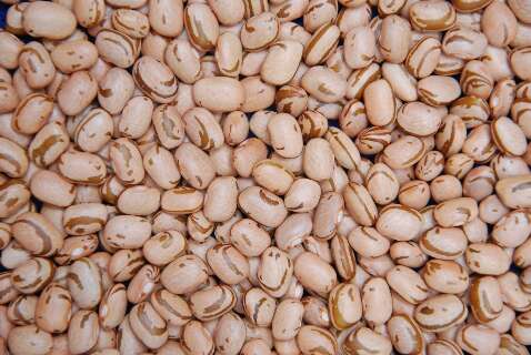 Definida janela do plantio de feij&atilde;o para reduzir risco clim&aacute;tico na safra