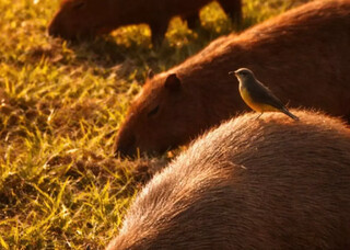Tucco fez projeto com "Latinos do Pantanal" e fotos at&eacute; parecem IA