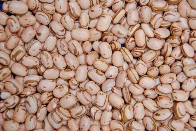 Definida janela do plantio de feij&atilde;o para reduzir risco clim&aacute;tico na safra