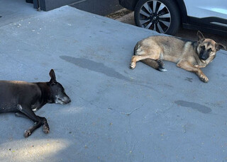 Cachorros perdidos circulam pela Avenida da Capital desde a noite de segunda