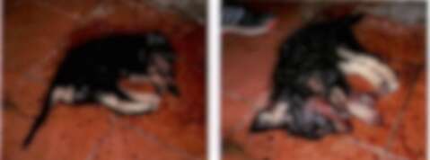 Homem que matou cadela da ex-companheira tem pena ampliada para mais de 3 anos