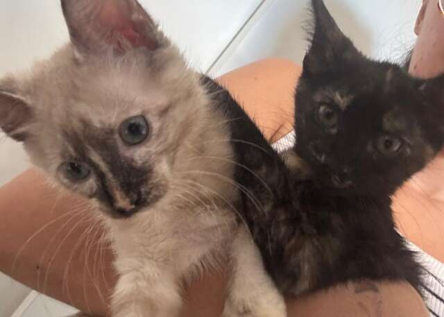 Ap&oacute;s resgate de filhotes rec&eacute;m-nascidos, mulher busca ado&ccedil;&atilde;o para gatinhas