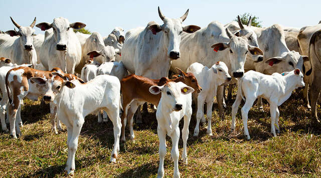 Com alta no abate, MS se mant&eacute;m entre l&iacute;deres da pecu&aacute;ria brasileira