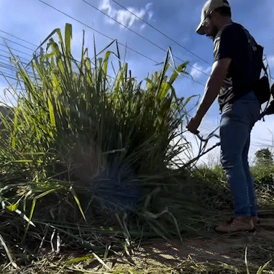 Cansado do matagal, empres&aacute;rio limpa &aacute;rea abandonada na Gunter Hans