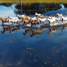 V&iacute;deo de cavalos no Pantanal impressiona e parece cena de cinema real