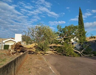 Apesar de lei liberar remo&ccedil;&atilde;o de &aacute;rvores, custo pode chegar a R$ 12 mil