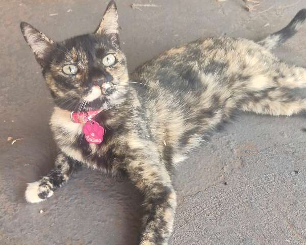 Gata com doen&ccedil;a renal desaparece e tutores pedem ajuda para encontrar