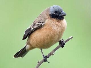 Tr&ecirc;s esp&eacute;cies pantaneiras podem entrar em lista de prote&ccedil;&atilde;o internacional