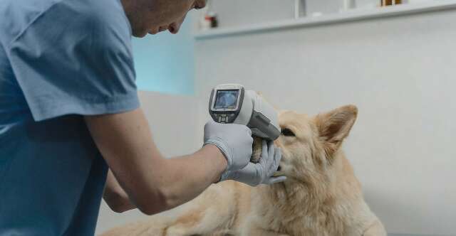 Ignorar esses sinais pode fazer seu pet perder a vis&atilde;o