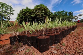 Bosque nasce como heran&ccedil;a da COP15 e transforma bairro em ref&uacute;gio de aves