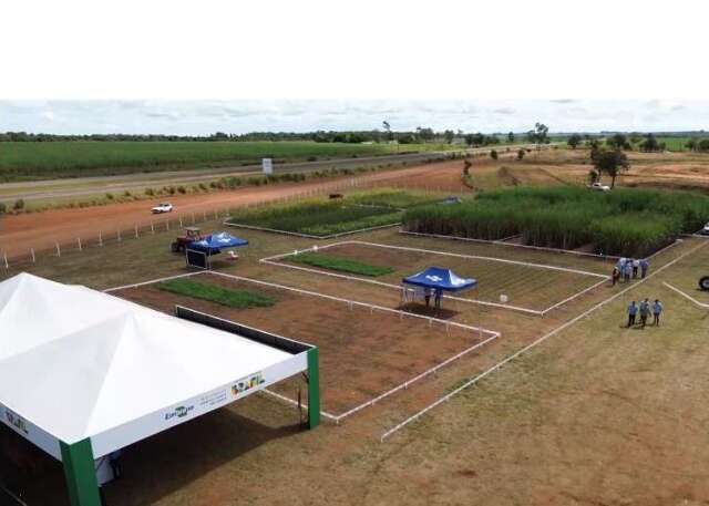 Solo arenoso deixa de ser problema e vira oportunidade no campo