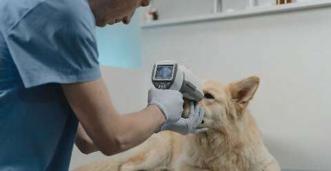Ignorar esses sinais pode fazer seu pet perder a vis&atilde;o