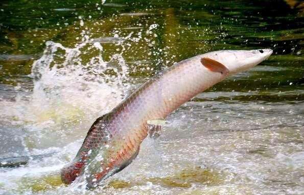 Pirarucu &eacute; classificado como invasor e tem pesca liberada no Pantanal