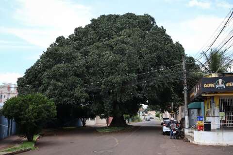Apesar de lei liberar remo&ccedil;&atilde;o de &aacute;rvores, custo pode chegar a R$ 12 mil