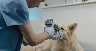 Ignorar esses sinais pode fazer seu pet perder a vis&atilde;o